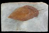 Fossil Leaf (Hamamelites) - Montana #99439-1